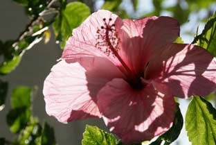 Estepona, bloemen en planten